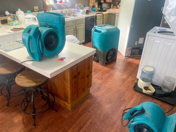 Best Mold removal after water damage  in New Haven, MI