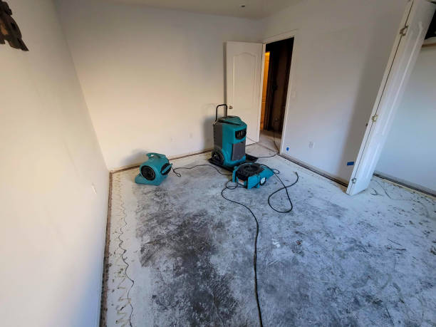 Best Water damage contractors near me  in New Haven, MI