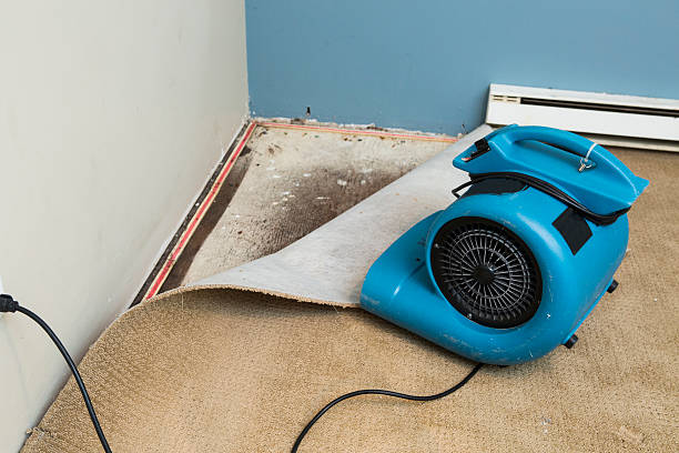 Best Water damage contractors near me  in New Haven, MI
